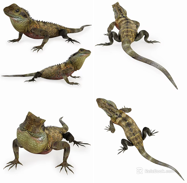 Reptile Lizards Shown In Multiple Angles With Natural Poses And Detailed Features 3d model 