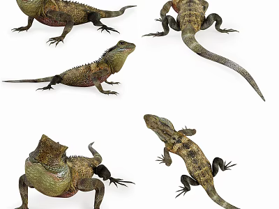 Reptile Lizards Shown In Multiple Angles With Natural Poses And Detailed Features 3d model