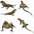 Reptile Lizards Shown In Multiple Angles With Natural Poses And Detailed Features