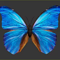 Vibrant Blue Butterfly With Orange Wing Patterns And Reflection On Gray Background 3d model