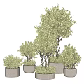 Bonsai Potted Plants With Twisted Trunks And Lush Green Foliage