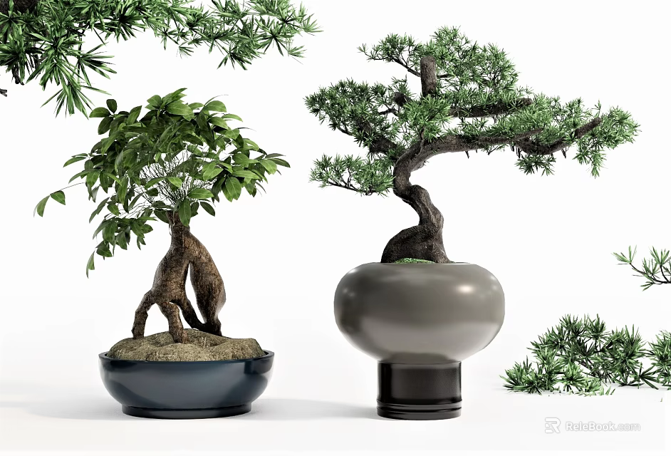 Various Types Of Bonsai Plants In Ceramic Pots With Natural Green Foliage 3d model 