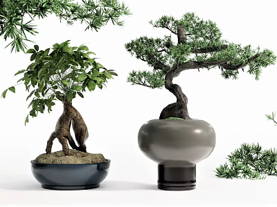 Various Types Of Bonsai Plants In Ceramic Pots With Natural Green Foliage 3d model