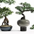 Various Types Of Bonsai Plants In Ceramic Pots With Natural Green Foliage