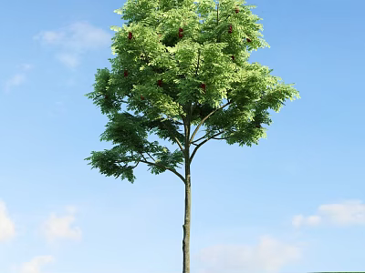 Tall Arbor With Lush Green Leaves Upright Trunk Against Blue Sky And White Clouds 3d model