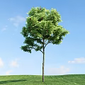 Tall Arbor With Lush Green Leaves Upright Trunk Against Blue Sky And White Clouds