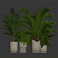Potted Green Plants With Striped Light Colored Pots On Gray Floor Background