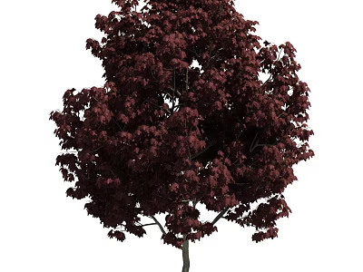 Lush Tree With Dark Red Leaves And Dense Canopy Structure 3d model
