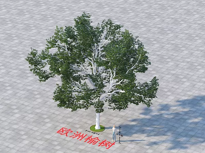 Mature European Elm Tree With Lush Green Foliage On Paved Square Ground 3d model