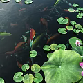 Vibrant Koi Fish Swimming in Pond with Green Lotus Leaves and Pink Flowers