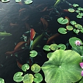 Modern Carp Waterscape Ornamental Carp Lotus 3d model