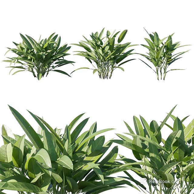 Green Leafy Plants With Lush Healthy Foliage Arranged In Clusters 3d model 