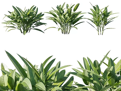 Green Leafy Plants With Lush Healthy Foliage Arranged In Clusters 3d model