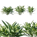 Green Leafy Plants With Lush Healthy Foliage Arranged In Clusters