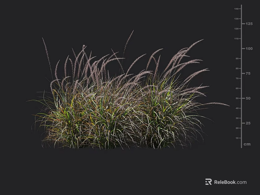 Ornamental Feather Grass with Green Foliage and Purple Plumes in Height Scale on Black Background 3d model 