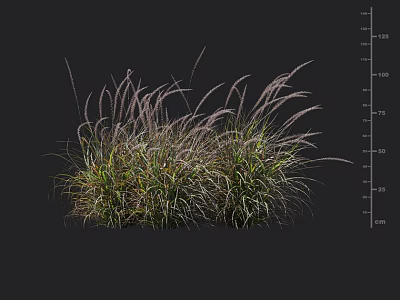 Ornamental Feather Grass with Green Foliage and Purple Plumes in Height Scale on Black Background 3d model