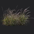 Ornamental Feather Grass with Green Foliage and Purple Plumes in Height Scale on Black Background