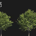 American Red Maple Trident Maple Silver White Pine Trees with Green Red Yellow Orange Foliage 3d model