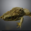 Golden Toad with Textured Skin and Large Eyes Sitting on Dark Background