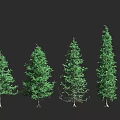Evergreen Trees With Various Shapes And Green Foliage Displayed In A Row