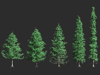 Evergreen Trees With Various Shapes And Green Foliage Displayed In A Row 3d model