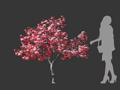 Vibrant Red Flowering Tree With Lush Blooms And Woman Silhouette Standing Nearby 3d model