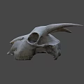 White Horned Animal Skull Display On Dark Background With Detailed Features