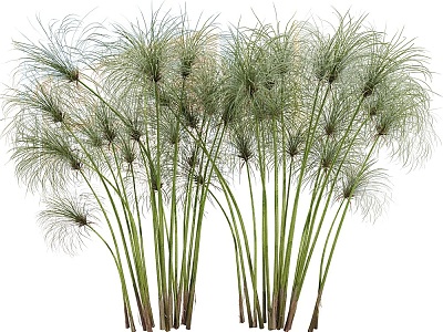 modern papyrus plant papyrus model