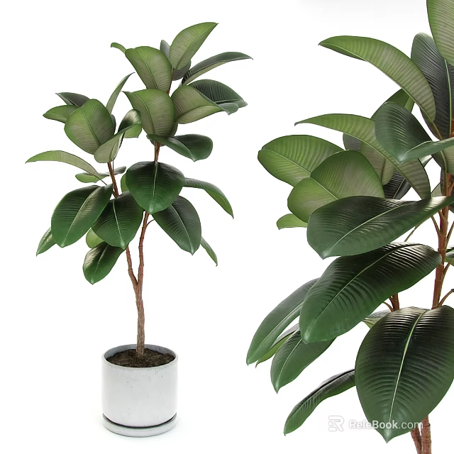 Large Leafy Bonsai Potted Plants With Green Foliage And White Planter 3d model 
