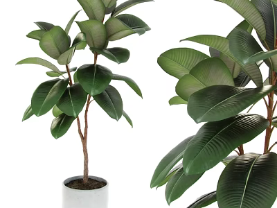 Large Leafy Bonsai Potted Plants With Green Foliage And White Planter 3d model
