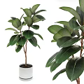 Large Leafy Bonsai Potted Plants With Green Foliage And White Planter