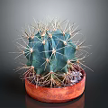 Green Spherical Cactus With Sharp Thorns In Red Terracotta Pot On Dark Background