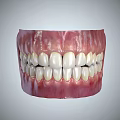 Detailed Human Teeth Model Displaying Gums Tongue And Oral Structure From Various Angles