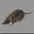 Brown Furry Rat Standing on Dark Reflective Surface With Detailed Whiskers and Tail