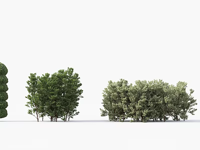 Different Types Of Green Shrubs For Garden Landscape Design And Decoration 3d model