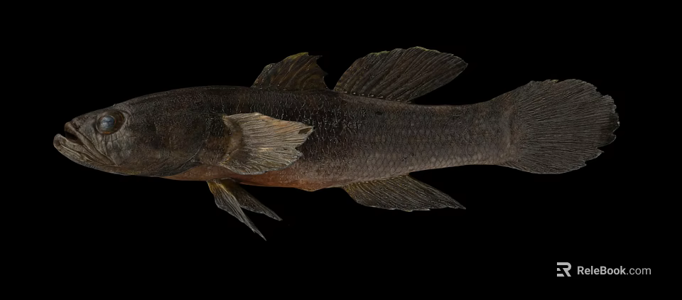 Dark Colored Fish With Prominent Fins In Side View Isolated On Black Background 3d model 