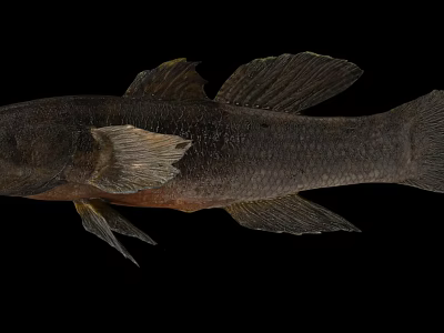 Dark Colored Fish With Prominent Fins In Side View Isolated On Black Background 3d model