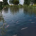 Red and gray fish swimming in pond with reeds trees and rippling water