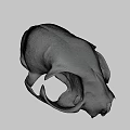 Detailed Animal Skull Anatomical Structure Displayed Against Green Background 3d model