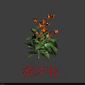 Pig Tooth Flower Plant With Vibrant Orange Blooms And Fresh Green Leaves