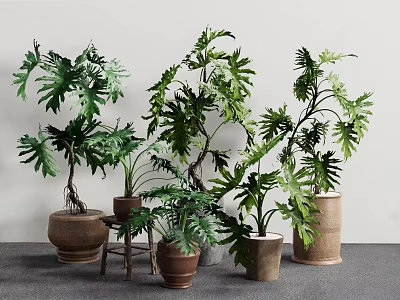 Various Bonsai Potted Plants With Decorative Ceramic Planters For Indoor 3d model