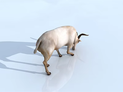 White Reptile Lizard Moving On Smooth Light Colored Surface With Shadow 3d model
