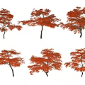 Six Red Leaf Maple Trees Arranged On White Tiered Shelves 3d model