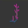 Green Aquatic Plant With Multiple Branches And White Roots On Gray Background