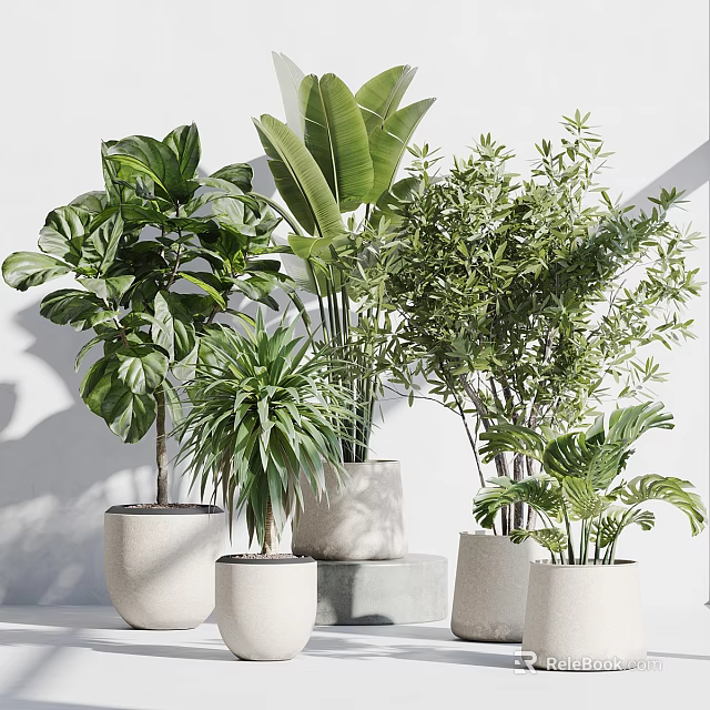 Variety of Green Bonsai Potted Plants in White Ceramic Pots on Gray Pedestals 3d model 
