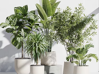 Variety of Green Bonsai Potted Plants in White Ceramic Pots on Gray Pedestals 3d model