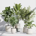 Variety of Green Bonsai Potted Plants in White Ceramic Pots on Gray Pedestals
