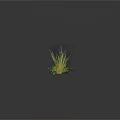 Four Different Green Plants With Various Leaf Shapes And Heights On Dark Background With Reflections