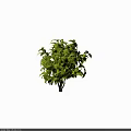 Lush Green Shrub With Vibrant Foliage And Dense Leafy Branches