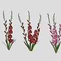 Red Pink White Gladiolus Flowers With Green Stems And Leaves